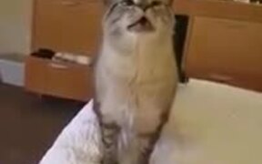 Here Is A Cat Sneezing