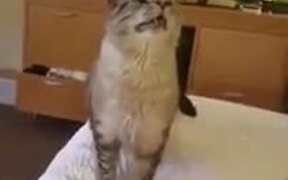 Here Is A Cat Sneezing - Animals - VIDEOTIME.COM