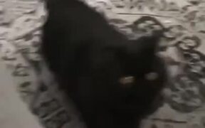 Happy Little Kitty Does The Tippy Taps!