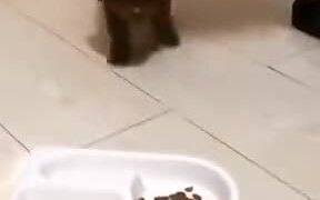 Cute Little Puppy Can't Wait To Eat!