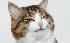 Probably The Most Photogenic Catto Ever! - Animals - VIDEOTIME.COM