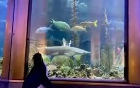 Penguins Get The Free Run Of Aquarium