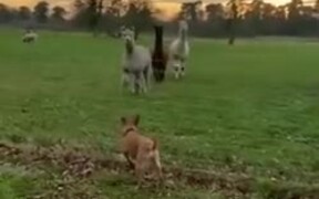 Dog Gets To Meet The Llamas! - Animals - VIDEOTIME.COM