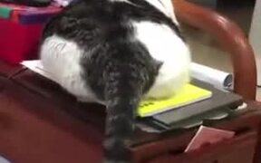 Thickest Catto On The Internet! - Animals - VIDEOTIME.COM