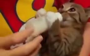 Hungriest Little Kitten Ever! - Animals - VIDEOTIME.COM