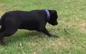 Dog Very Cautious About A Feather! - Animals - VIDEOTIME.COM