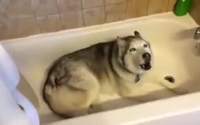Doggo Cries In The Shower Like Us Introverts - Animals - VIDEOTIME.COM