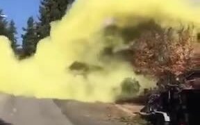 This Is What Pine Pollen Looks Like