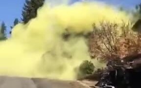 This Is What Pine Pollen Looks Like - Fun - VIDEOTIME.COM