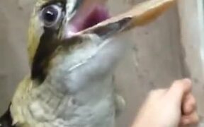 Kookaburra, The Bird That Laughs!