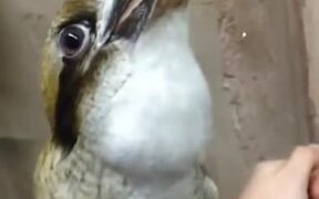 Kookaburra, The Bird That Laughs! - Animals - VIDEOTIME.COM