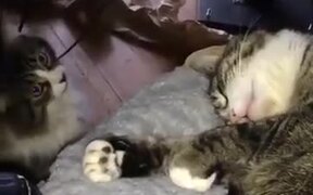 Cats Can Be Quite Unpredictable - Animals - VIDEOTIME.COM