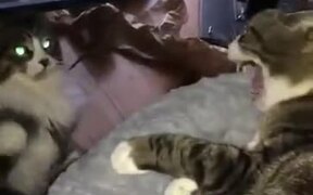 Cats Can Be Quite Unpredictable - Animals - VIDEOTIME.COM