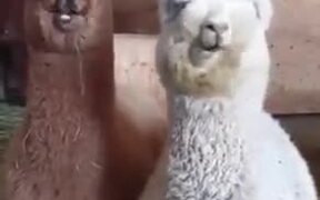 Cute Baby Alpacas Chilling