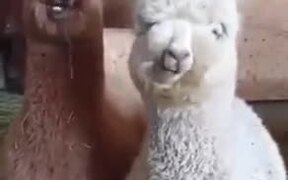 Cute Baby Alpacas Chilling - Animals - VIDEOTIME.COM