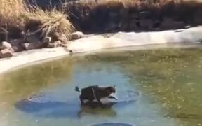 Cat Tries To Catch Fish Under Frozen Lake