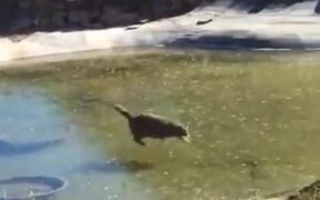 Cat Tries To Catch Fish Under Frozen Lake - Animals - VIDEOTIME.COM