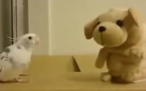 Cockatoo Versus Toy - Animals - VIDEOTIME.COM