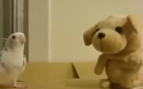 Cockatoo Versus Toy - Animals - VIDEOTIME.COM