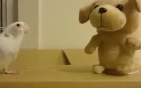 Cockatoo Versus Toy