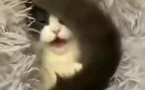 Cutest Peekaboo Video Of A Kitten - Animals - VIDEOTIME.COM