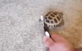 Shake Your Body With Dancing Tortoise - Animals - VIDEOTIME.COM