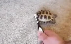 Shake Your Body With Dancing Tortoise