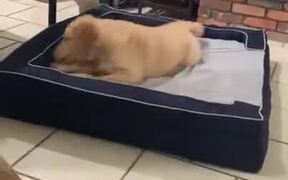 Cute Dog On A Dog Bed