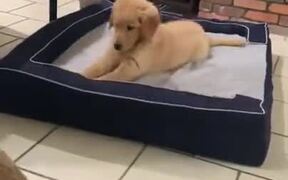 Cute Dog On A Dog Bed