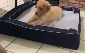 Cute Dog On A Dog Bed - Animals - VIDEOTIME.COM