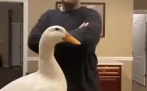 Twerking Duck - Animals - VIDEOTIME.COM