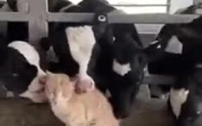 Who Said Cows And Kitties Don't Match? - Animals - VIDEOTIME.COM