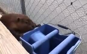 Mr. Beaver Cleaning Human Place - Animals - VIDEOTIME.COM