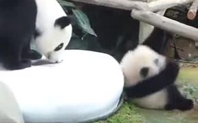 Savage Panda Parent