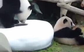 Savage Panda Parent