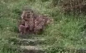 Most Beautiful Wild Farrows Ever - Animals - VIDEOTIME.COM