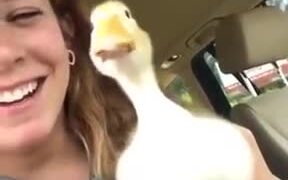 The Lip-Syncing Rapper Duck