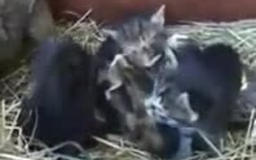 Hen Incubating Kittens