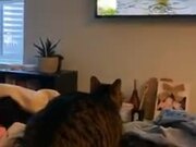 Cat's Reaction To An HD TV