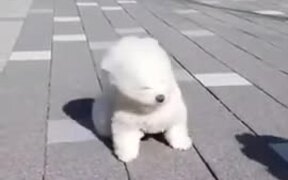 Fluffy Puppies Ready To Fly