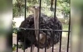 Ostrich Singing Punjabi Song - Animals - VIDEOTIME.COM