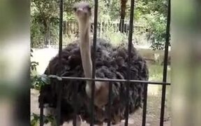 Ostrich Singing Punjabi Song