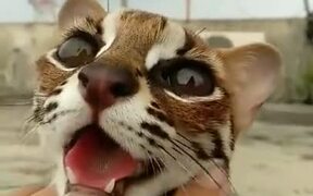 Never Seen A Margey As A Pet? - Animals - VIDEOTIME.COM