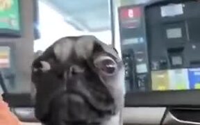The Craziest Pug - Animals - VIDEOTIME.COM