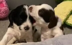 Puppies Are The Funniest - Animals - VIDEOTIME.COM