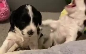 Puppies Are The Funniest - Animals - VIDEOTIME.COM
