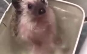 A Happy Bathing Hedgehog