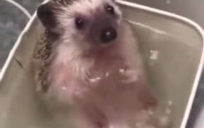 A Happy Bathing Hedgehog - Animals - VIDEOTIME.COM