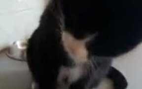 Kitty Playing With Water - Animals - VIDEOTIME.COM