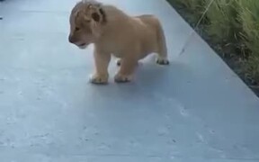 Lion Cubs Are Most Adorable Cats - Animals - VIDEOTIME.COM